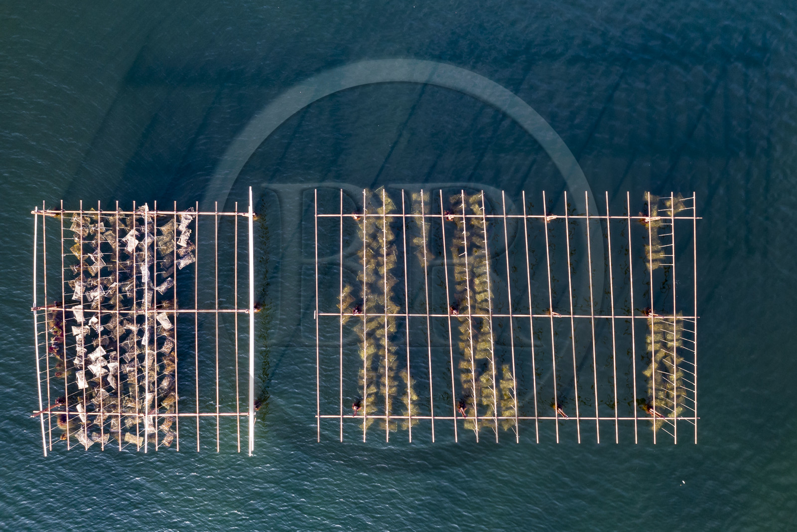 France, Hérault (34), Bouzigues, village sur les bords de l'Etang de Thau et réputé pour ses huîtres et coquillages, exploitations ostreïcoles (vue aérienne)