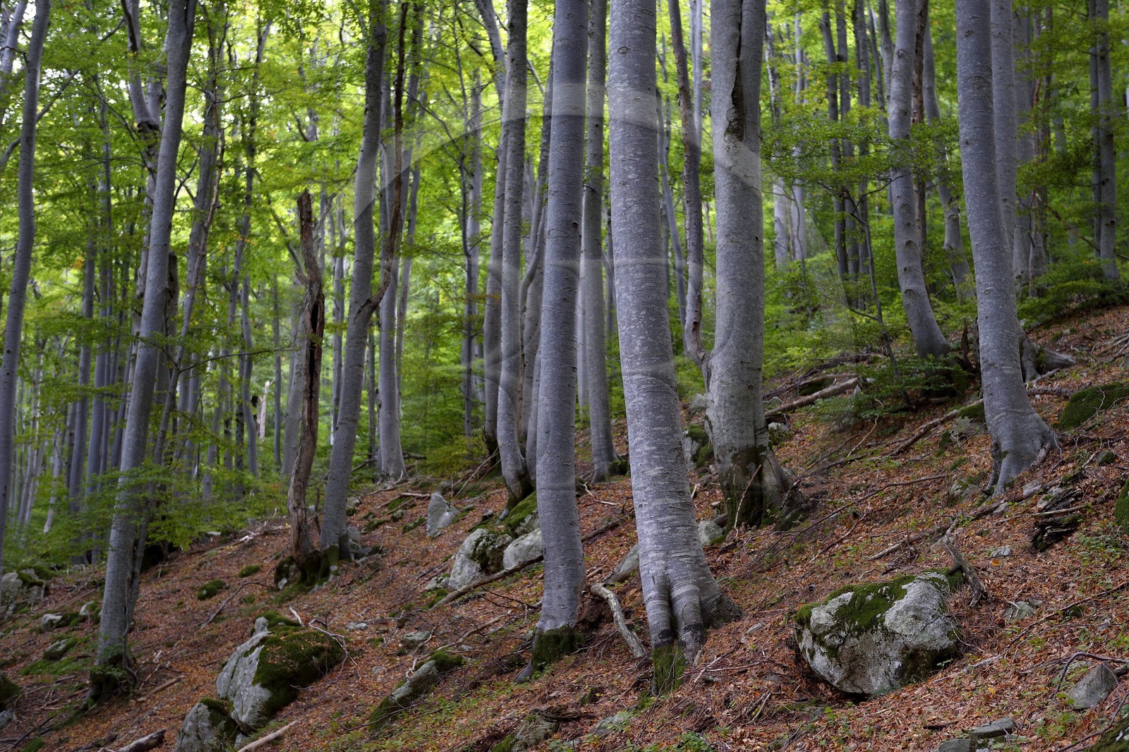 France, Haute-Corse (2B), Vivario, GR 20, étape entre le refuge de l'Onda et Vizzavona, foret de Vizzavona