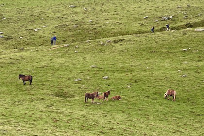 France, Pyrénées-Atlantiques (64), Pays-Basque, chemin de Saint-Jacques de Compostelle sur le GR 65 entre Saint-Jean-Pied-de-Port et Roncevaux, poneys pottok vivant principalement dans les Pyrénées à l'ouest du Pays basque