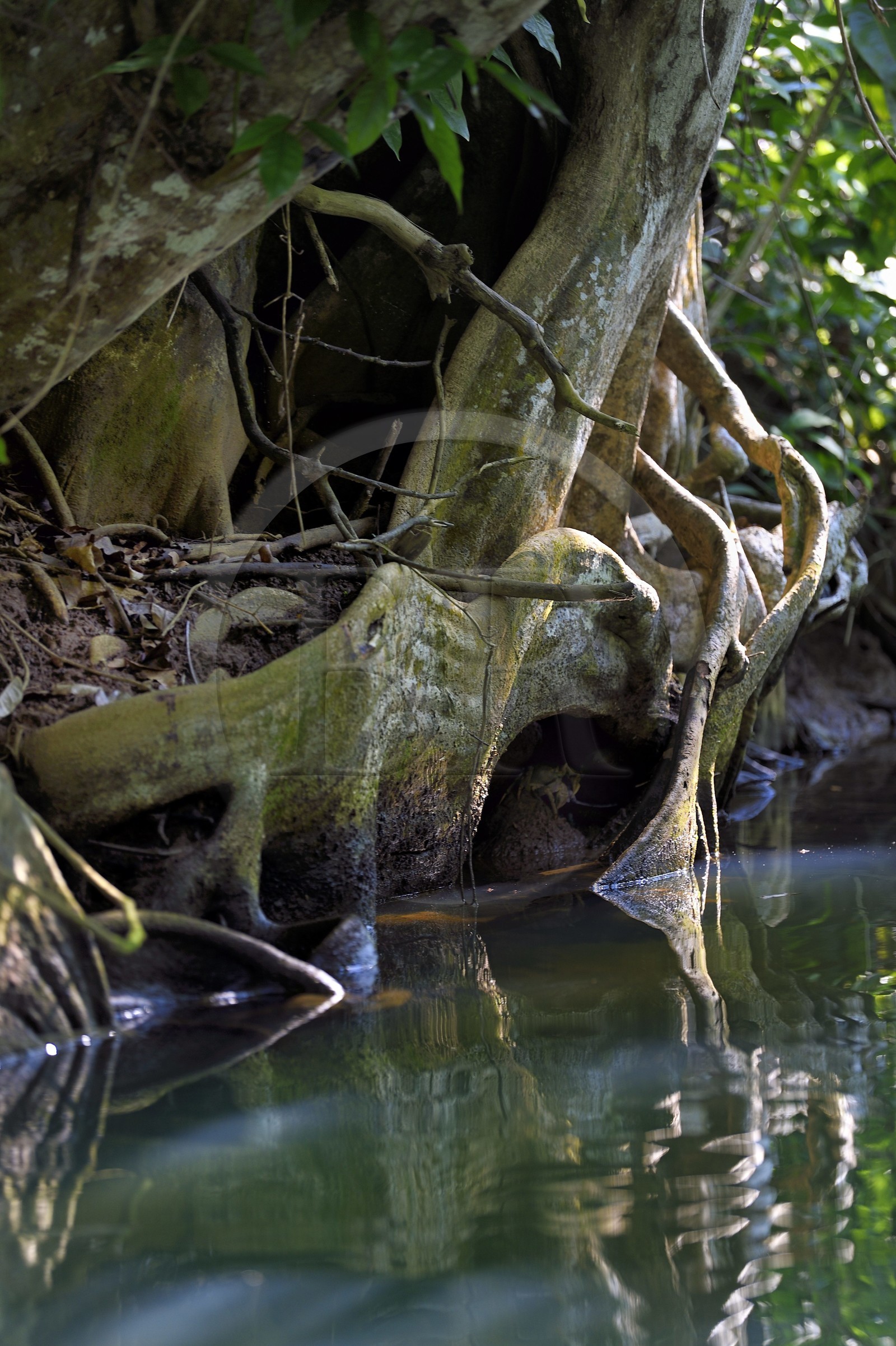 Caraïbes, Ile de la Dominique, Portsmouth, les rives de l'Indian River, sang-dragon (Pterocarpus officinalis)