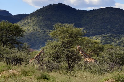 Namibia, Khomas region, north of Windhoek, Okapuka Ranch, giraffes (Giraffa camelopardalis)