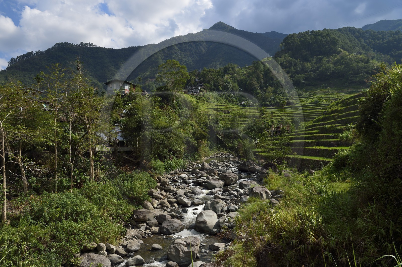 Philippines, province d'Ifugao, les rizières en terrasses de Banaue autour du village de Cambulo, classées Patrimoine Mondial de l'UNESCO