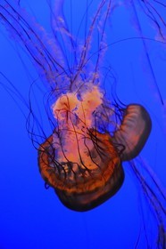 Etats-Unis, Californie, Monterey, le Monterey Bay Aquarium dans Cannery Row, méduses