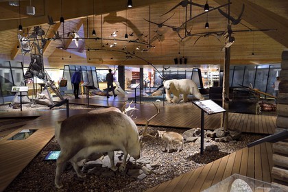 Norway, Svalbard, Spitzbergen, Longyearbyen, Svalbard museum, Svalbard reindeer (Rangifer tarandus platyrhynchus)