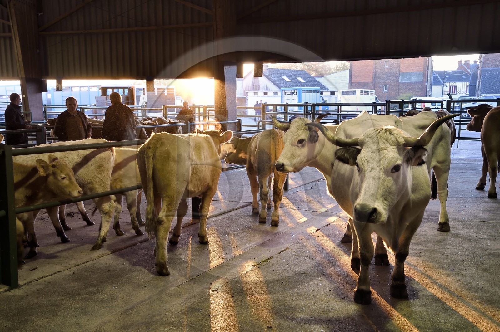 France, Seine Maritime, Forges les eaux, livestock market (mainly cows)
