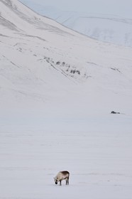 Norway, Svalbard, Spitzbergen, Adventdalen valley near Longyearbyen,, Svalbard reindeer (Rangifer tarandus platyrhynchus)