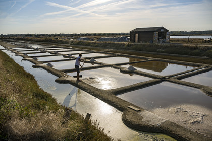 France, Vendee, Les Sables d'Olonne, the Salt Marshes of L'Ile d'Olonne, salt worker Damien Merceron harvesting salt in the Salorge de la Vertonne