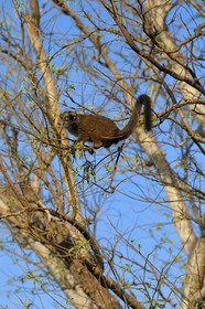 France, Ile de Mayotte, Grande-Terre, Kani-Keli, le Jardin Maoré à la plage de N’Gouja, Lémur fauve (Eulemur fulvus mayottensis) appelé aussi maki