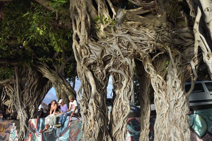 France, Ile de la Reunion, ville de Saint-Pierre, quartier de Terre Sainte, groupe d'adolescents discutant sous des figuiers des banians, banyan ou banian de l'Inde (Ficus benghalensis)