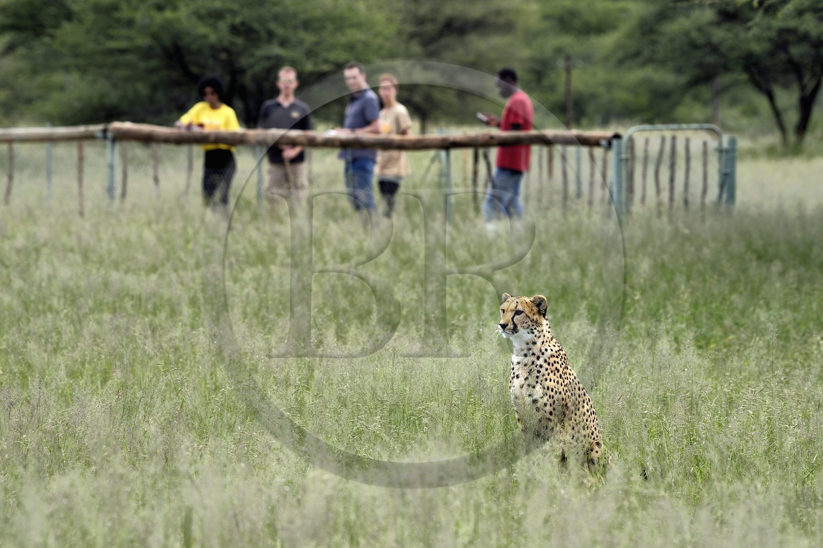 Namibie, Otjiwarongo, Cheetah Conservation Fund, centre de recherche et d'éducation, observation des guépards (Acinonyx jubatus) depuis un enclos