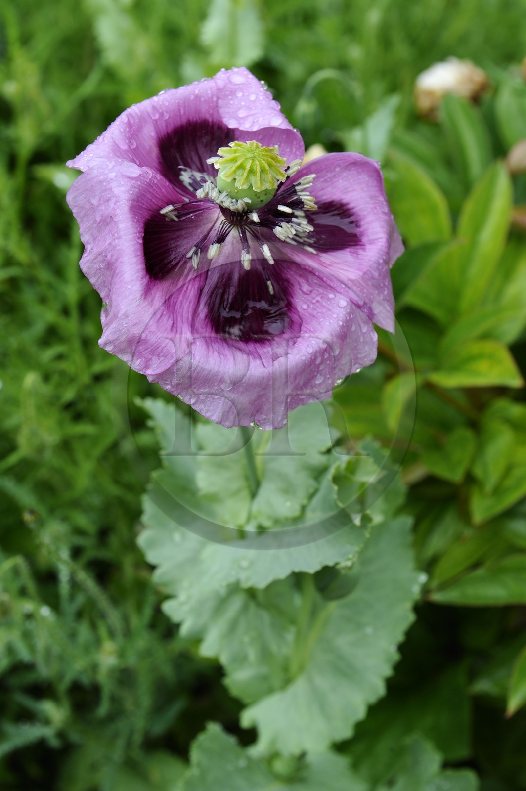 France, Eure (27), Giverny, le jardin de Claude Monet