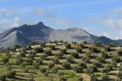 Spain, Andalusia, Jaén Province, olive groves and Saint Catherine's Castle (Castillo de Santa Catalina) in Jaén