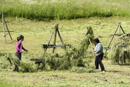 Romania, Transylvania, Brasov region, the Fagaras Mountains at Moieciu de Sus in the Southern Carpathians, farmers drying hay