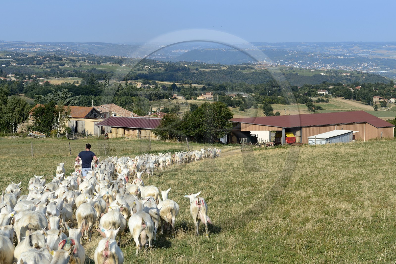 France, Loire (42), Parc Naturel Régional du Pilat, Pélussin, production par le GAEC de la Cabriole du fromage de chèvre Rigotte de Condrieu AOC, troupeau de chèvres de retour de pâture à la Ferme