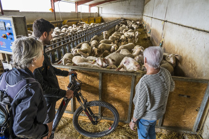 France, Aveyron (12), parc naturel régional des Grands-Causses, Versols-et-Lapeyre, ferme d'Hermilix, cyclistes effectuant l'itinéraire cyclo touristique Brebis'Cyclette en Pays de Roquefort, l'éleveuse Alice Ricard avec ses brebis Lacaune dont le lait sert pour l'élaboration du roquefort AOP