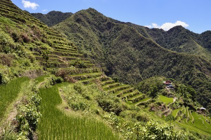 Philippines, province d'Ifugao, les rizières en terrasses de Banaue autour du village de Batad, classées Patrimoine Mondial de l'UNESCO, alimentées par un ancien système d'irrigation depuis la forêt tropicale au-dessus des terrasses
