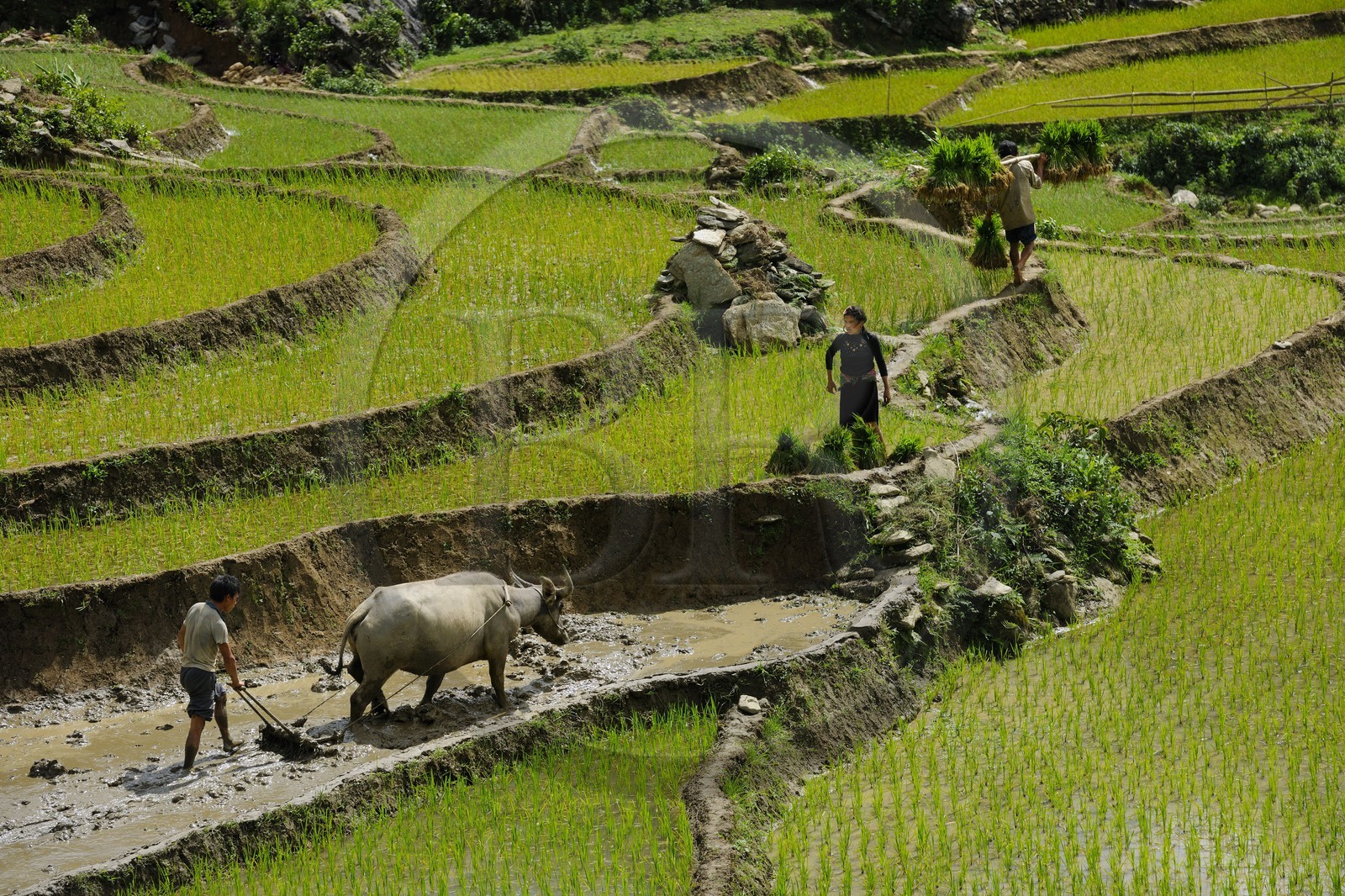 Vietnam, province de Lao Cai, région de Sapa, paysan de la minorité Hmong Noir labourant une rizière en terrasses avec un buffle