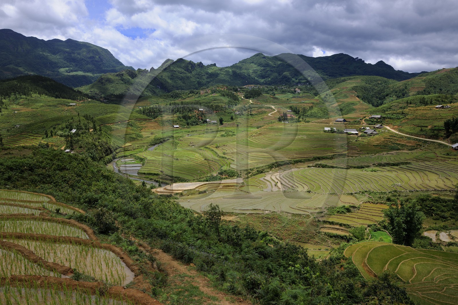 Vietnam, Lao Cai province, Sapa district, Ta Phin valley,  rice plantations in terraces by the Black Hmong minority group
