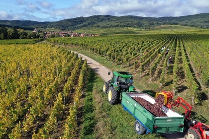 France, Haut Rhin, the Alsace Wine Route, Bergheim, grape harvest on a plot of the Wine estate Philippe Christ and the 14th century fortified church Saint Jacques le Majeur from Hunawihr in the background (aerial view)