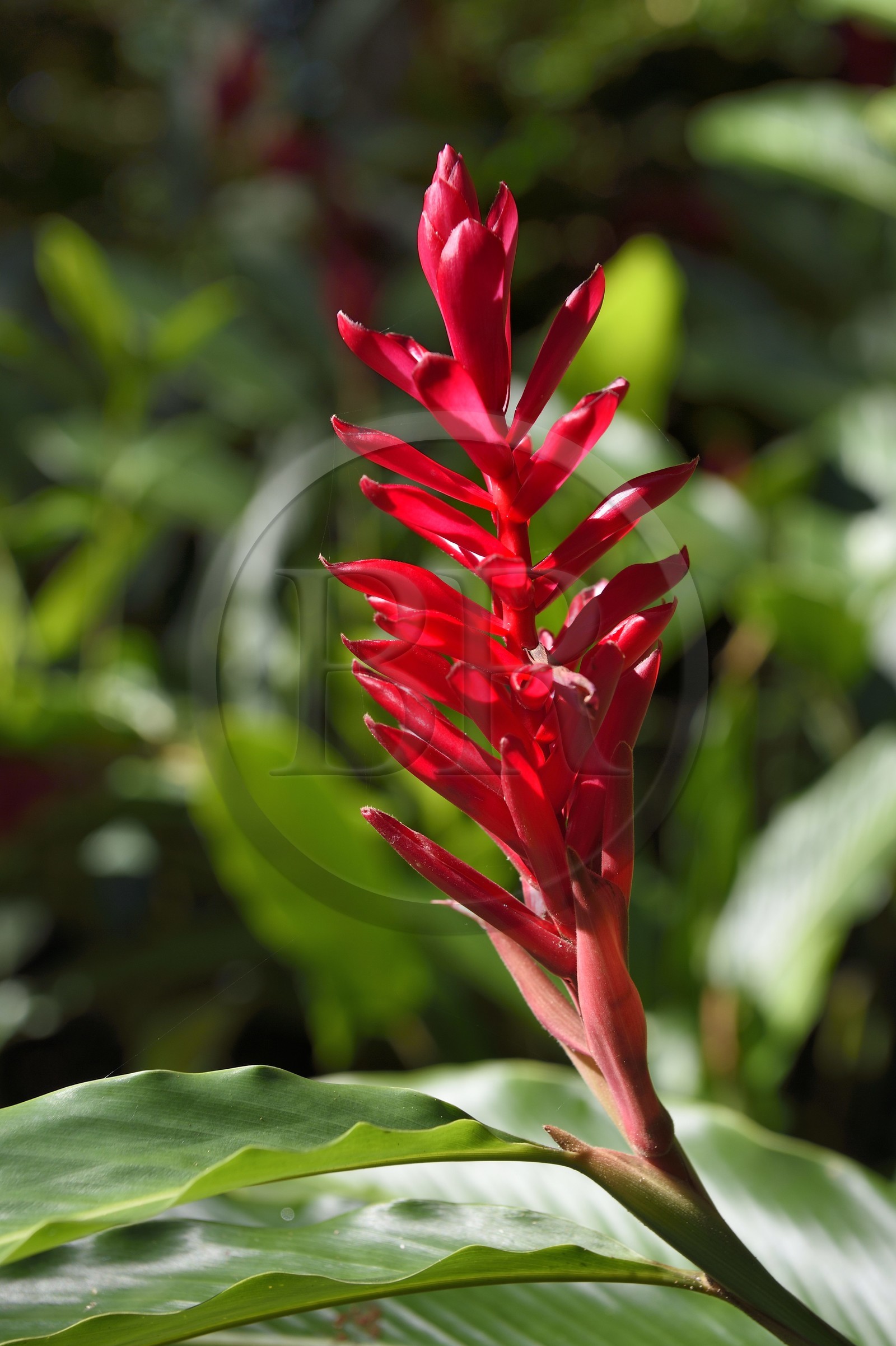 Caraïbes, Ile de la Dominique, Portsmouth, les rives de l'Indian River, alpinia rouge (Alpinia purpurata)