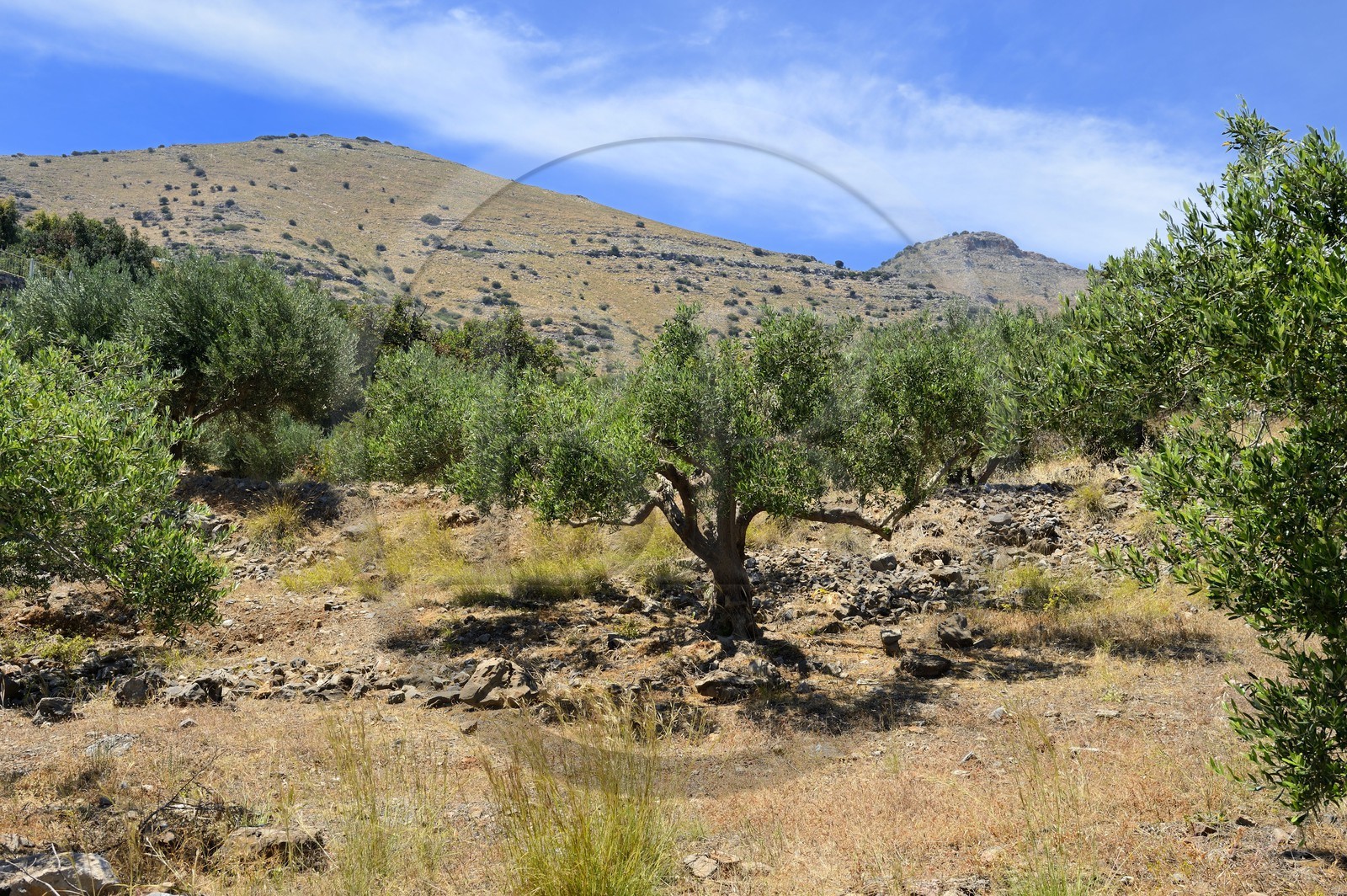Grèce, Crète, région d'Agios Nikolaos, Elounda, oliviers sur la colline