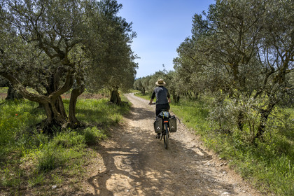 France, Vaucluse, Dentelles de Montmirail mountains, Beaumes de Venise, electric bike ride between vineyards and olive trees on small roads