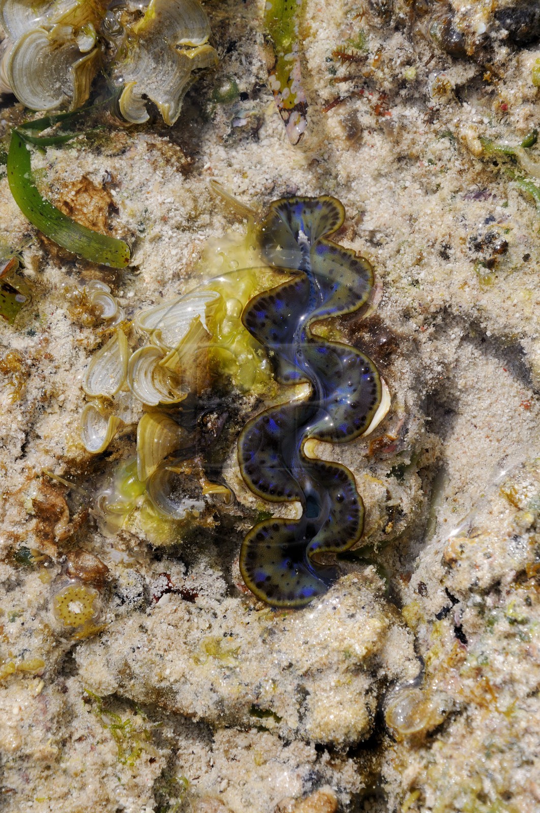 Tanzanie, archipel de Zanzibar, île de Unguja (Zanzibar), côte Sud-Est, Bwejuu, coquillage sur le récif coralien à marée basse
