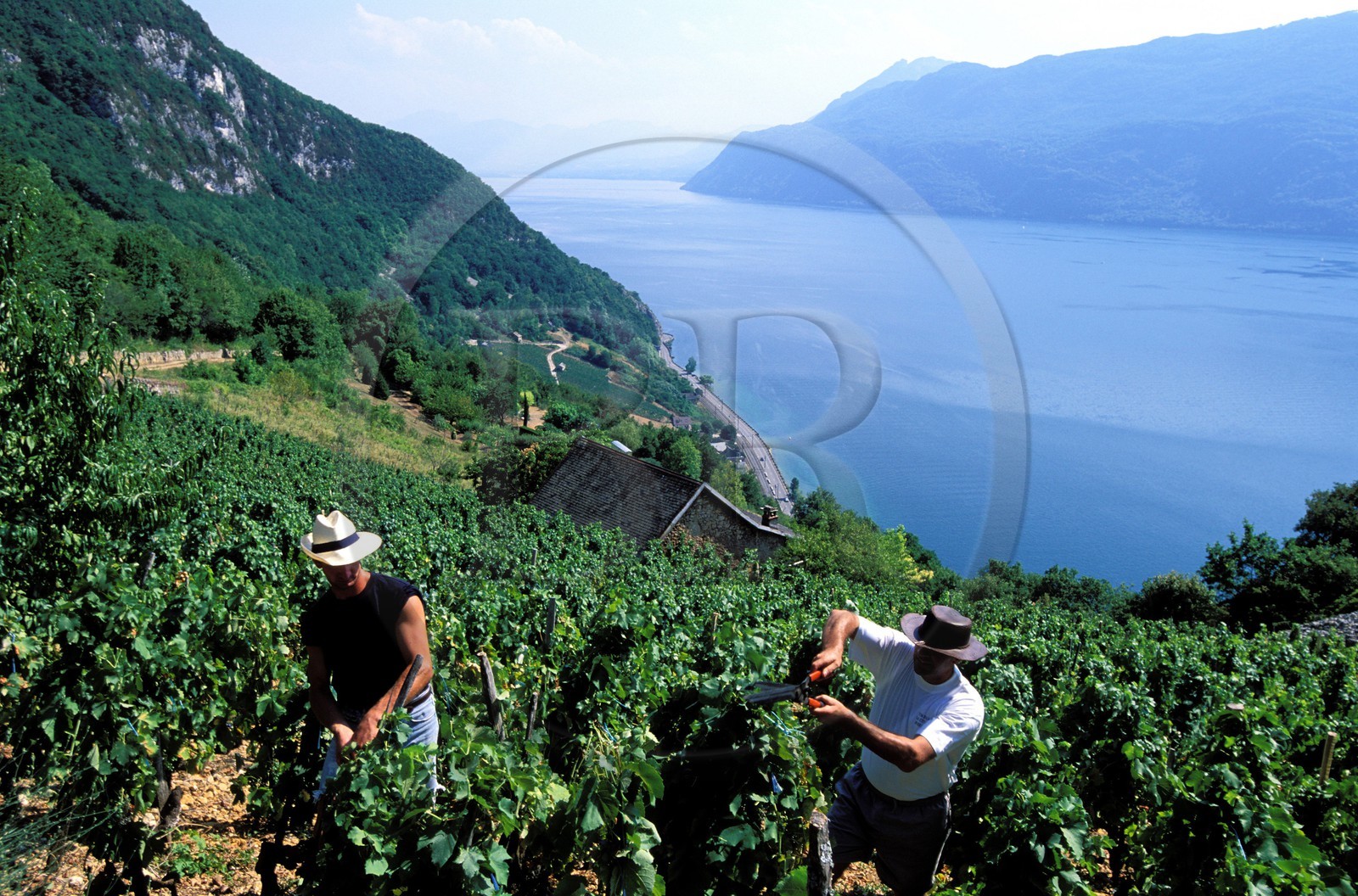 France, Savoie (73), taille de la vigne au dessus du lac du Bourget par les Rossillon, père et fils, viticulteurs à Aix-les-Bains