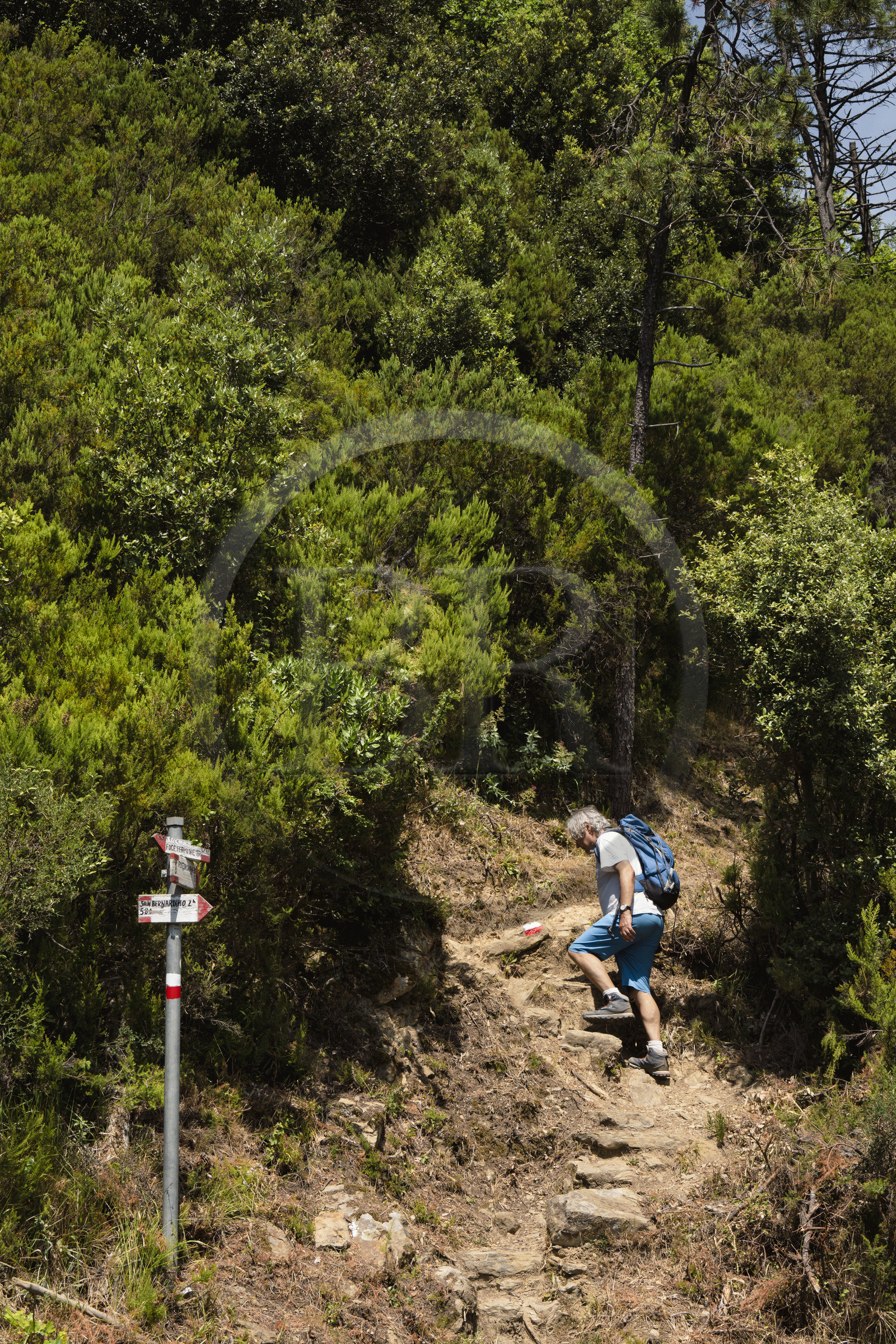 Italie, Ligurie, Cinque Terre, parc national des Cinque Terre classé Patrimoine Mondial de l'UNESCO, randonnée sur le sentier GR 582 entre le sanctuaire de Nostra Signora de Soviore et de Nostra Signora di Reggio sur les hauteurs du village de Vernazza