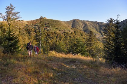 France, Cantal, Parc Naturel Régional des Volcans d'Auvergne (regional nature park of Auvergne volcanoes),  Le Lioran, climb to the col de Rombiere, hikers on the Way of St. James to Santiago de Compostela by Via Arverna, Le Puy Bataillouse in the background on the left