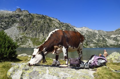 France, Hautes Pyrenees, Saint Lary Soulan and Vielle Aure, Neouvielle National Nature Reserve, Neouvielle lakes hike, cows in mountain pastures at Aubert lake and rest of the hiker