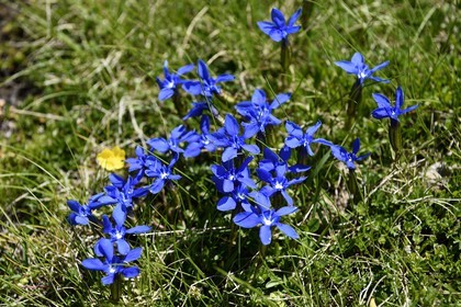 France, Alpes de Haute Provence, Uvernet Fours, Mercantour National Park, Ubaye valley, lake tour hiking trail of the Cayolle pass, spring gentian (Gentiana verna)