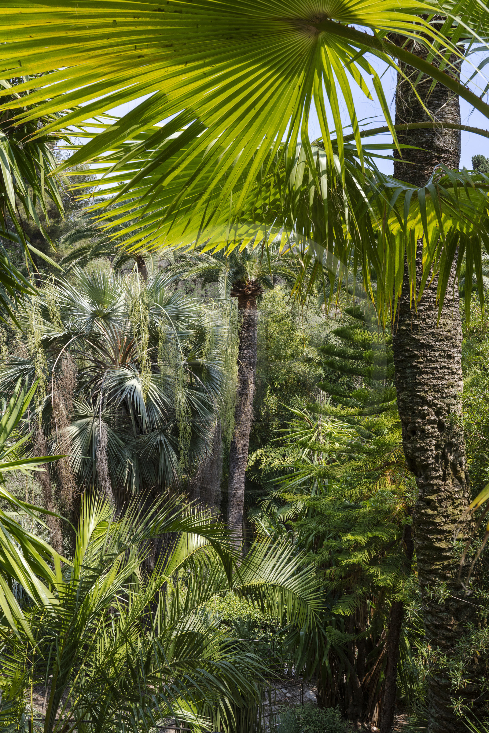 France, Alpes-Maritimes (06), Menton, Jardin botanique exotique du Val Rahmeh, arbres exotiques