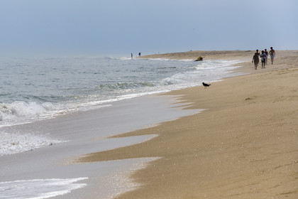 Portugal, Algarve, Parc naturel de la Ria Formosa, Faro, la plage de Ile de Barreta ou Deserta (Ilha da Barretta ou Deserta)