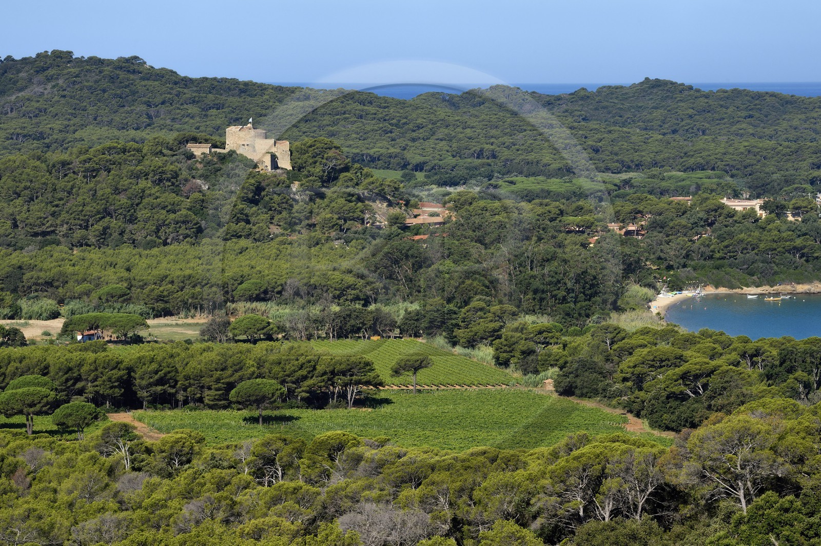 France, Var (83), Iles d'Hyères, parc national de Port Cros, Ile de Porquerolles, les vignes de la plaine de la Courtade dominées par le Fort Sainte Agathe