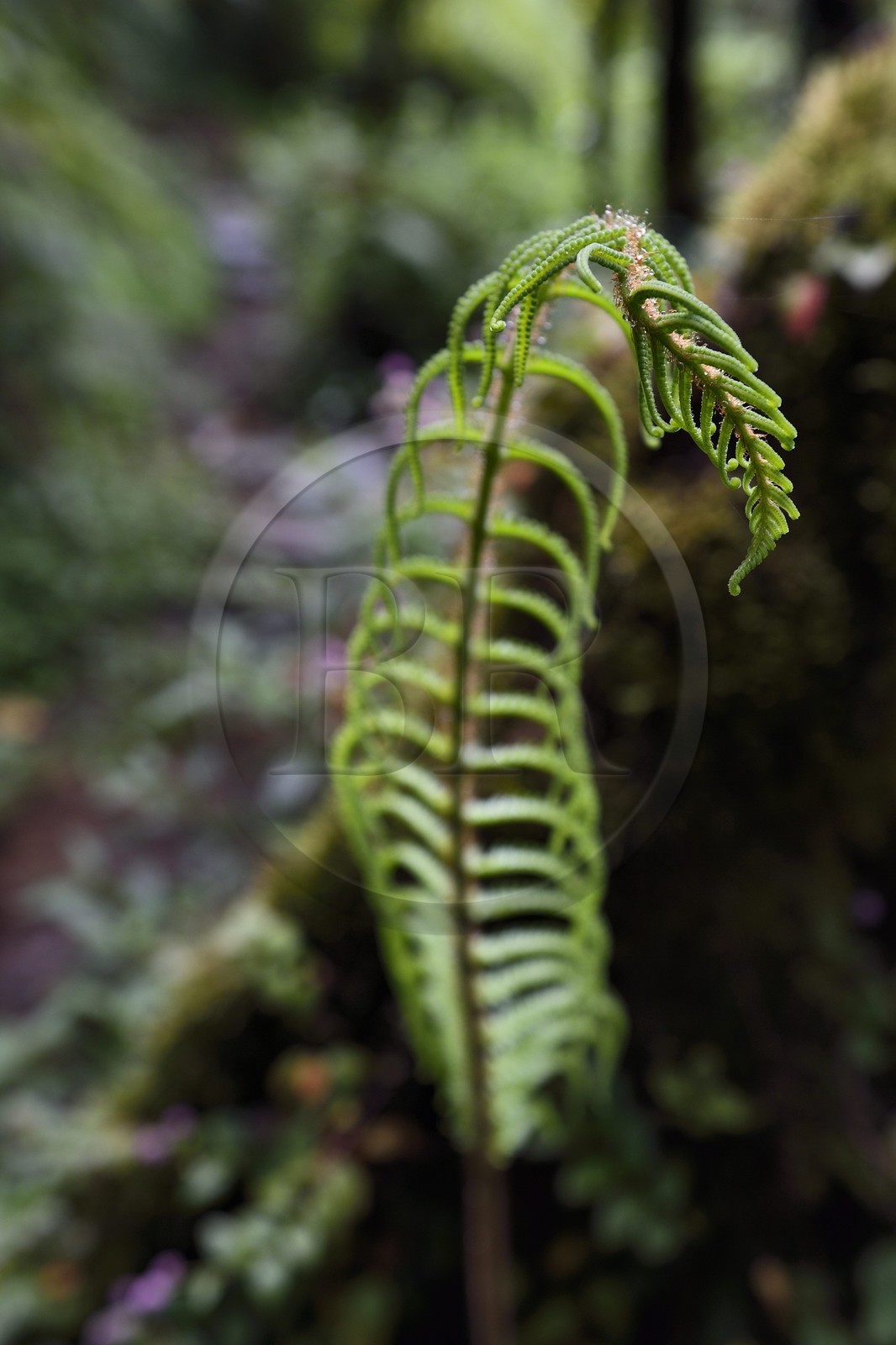 France, Ile de la Reunion, Saint Benoit, Parc national de La Reunion, classé Patrimoine Mondial de l'UNESCO, foret de Bébour, sentier du Piton Bébour