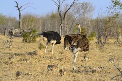 Zimbabwe, province de Matabeleland septentrional, parc national Hwange, couple d'autruches d’Afrique (Struthio camelus), le male au plumage noir et la femelle au plumage brun