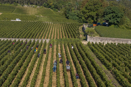 France, Côte-d'Or (21), les climats de Bourgogne classés Patrimoine Mondial de l'UNESCO, Route des Grands Crus, vignoble de la Côte de Beaune, Volnay, vendanges dans la parcelle de Taille-Pieds appartenant aux Hospices de Beaune qui servent à produire un Volnay 1er Cru cuvée Blondeau et cuvée Muteau à partir du cépage Pinot noir (vue aérienne)