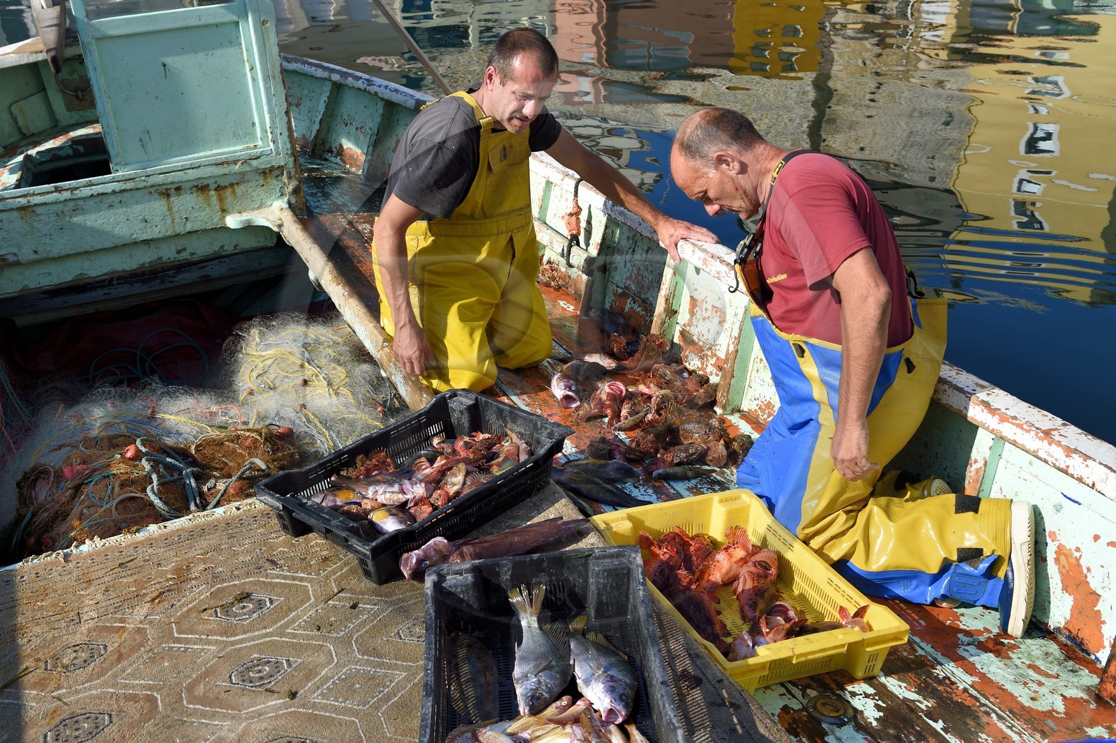 France, Bouches-du-Rhône (13), Marseille, quartier d'Endoume, le Vallon des Auffes, retour de pêche de Lucien Jativa et trie du poisson