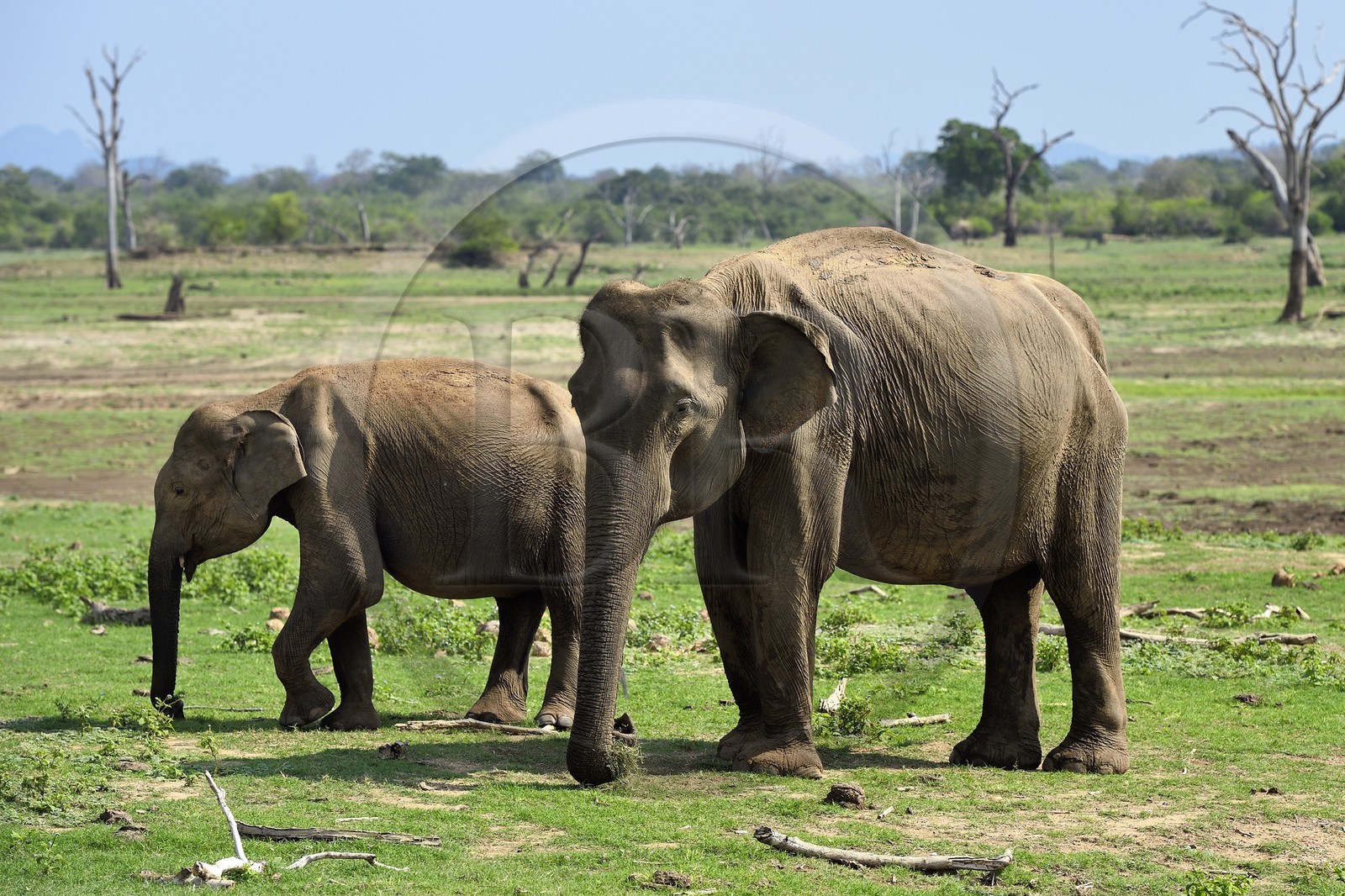 Sri Lanka, province d'Uva, Parc national d'Uda Walawe (Udawalawe National Park), éléphants d'Asie (Elephas maximus)