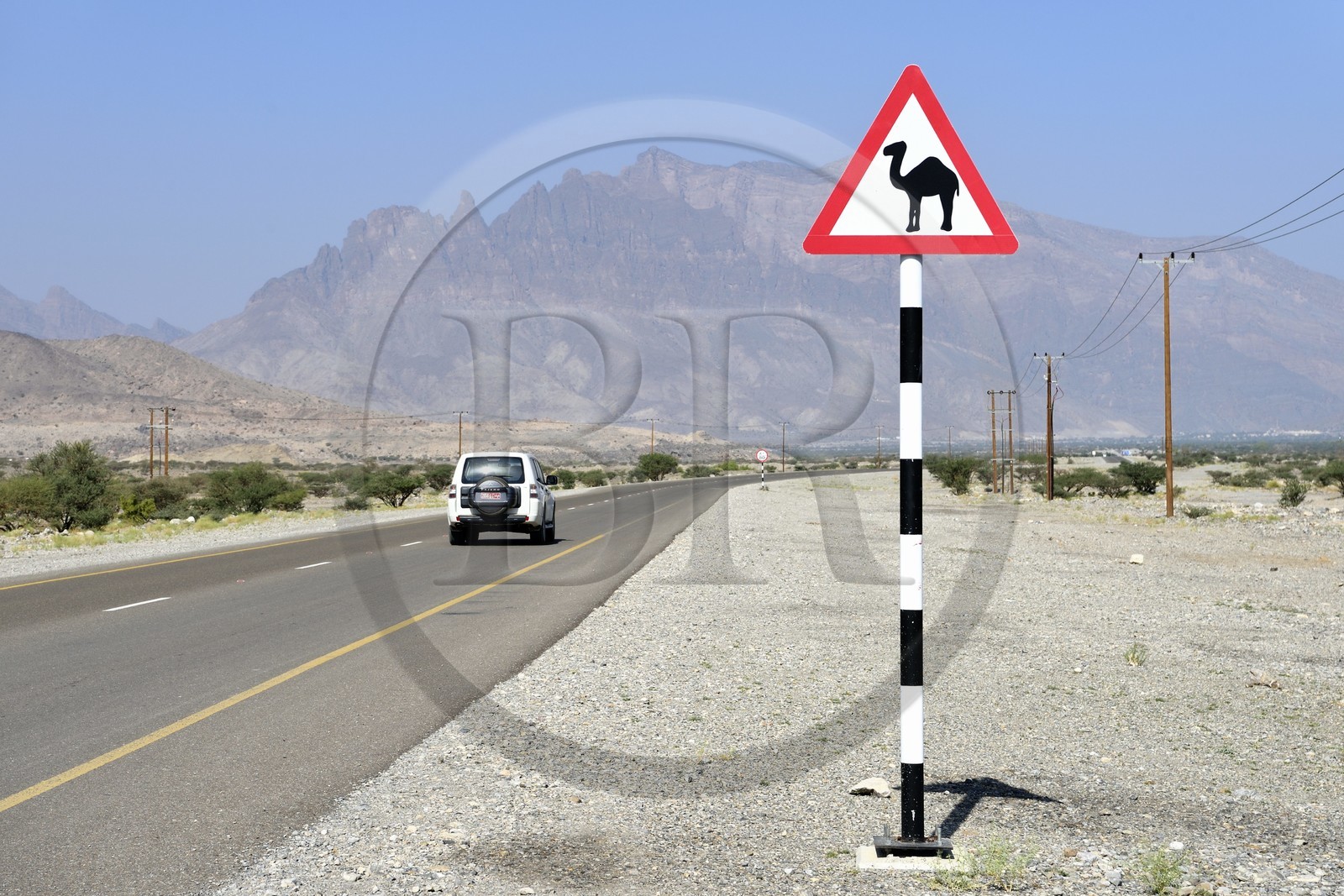 Sultanat d'Oman, gouvernorat de Al-Batina du Sud, Hajar occidental, Wadi Mistall, village de Ghubrah, panneau de signalisation de passage de dromadaires