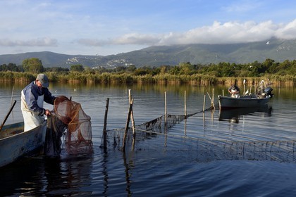 France, Haute Corse, the pond of Biguglia (Stagnu di Chiurlinu), nature reserve of Corsica (RNC), fishermen raising the nets set on alder stakes