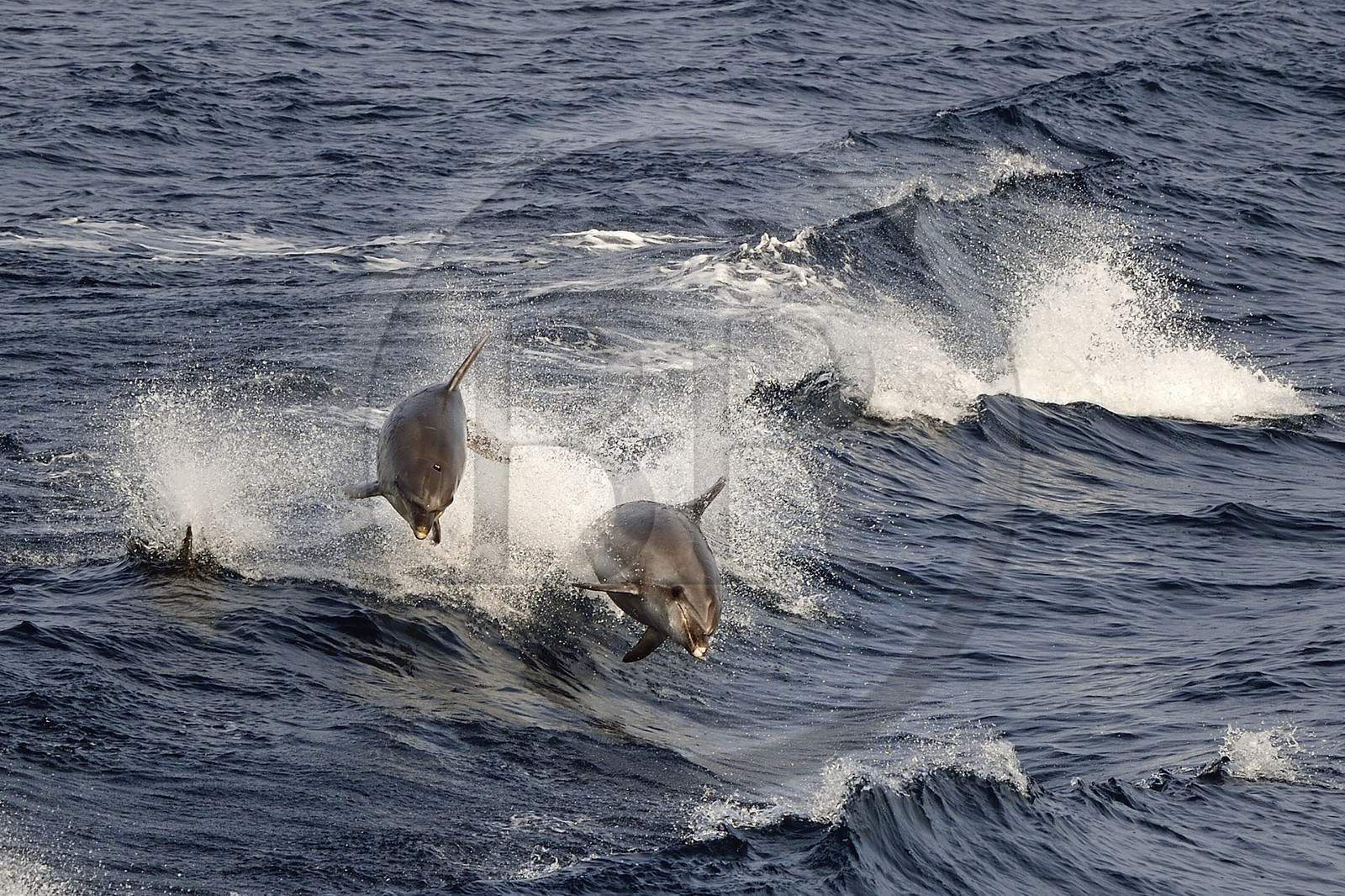 France, Var, Iles d'Hyeres, Parc National de Port Cros (National park of Port Cros), Porquerolles island, common bottlenose dolphin also called Atlantic bottlenose dolphin (Tursiops truncatus)