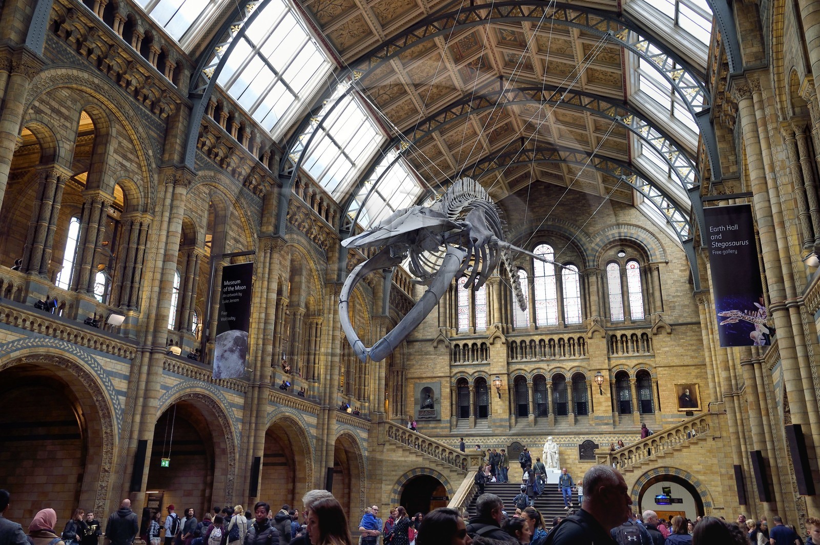 Royaume-Uni, Londres, Kensington, musée d’histoire naturelle (Natural History Museum), le hall central dominé par le squelette d'une baleine bleue