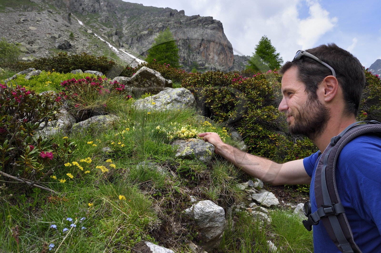 France, Alpes-Maritimes (06), parc national du Mercantour, Haute-Vésubie, vallon de la Gordolasque, le guide de randonnée Gabriel Rougerie observant des rhododendrons