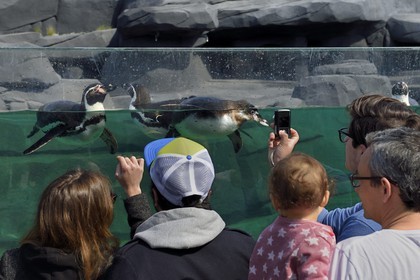 France, Paris (75), Le Parc zoologique de Paris (Zoo de Vincennes), Manchot de Humboldt (Spheniscus humboldti) dans le milieu côtier froid reconstitué par des enrochements entourant le bassin, la biozone Patagonie