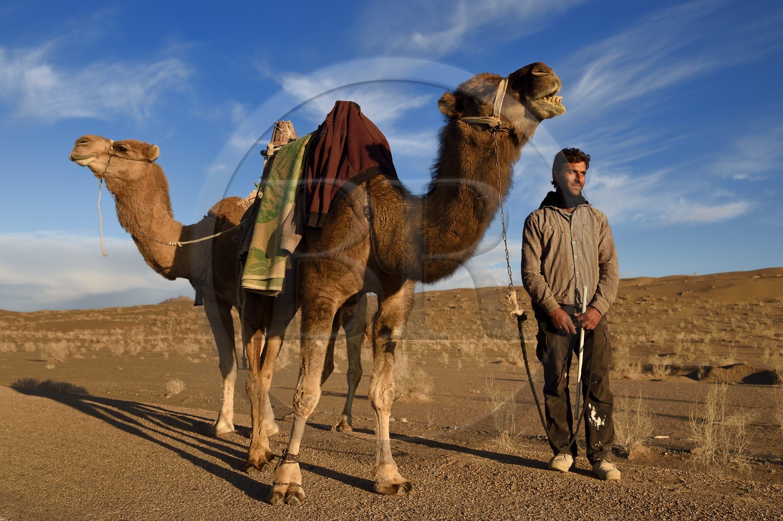 Iran, Province d'Ispahan, désert du Dasht-e Kavir, Mesr dans la région de Khur et Biabanak, chamelier et ses dromadaires dans le désert au soleil couchant