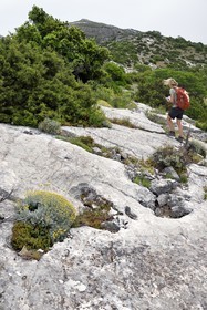 France, Var (83), Plan-d'Aups-Sainte-Baume, parc naturel régional de la Sainte-Baume, Massif de la Sainte-Baume, randonneur au col du Saint-Pilon au sommet de la falaise sur le GR 98 et GR9, santoline au premier plan dans la roche