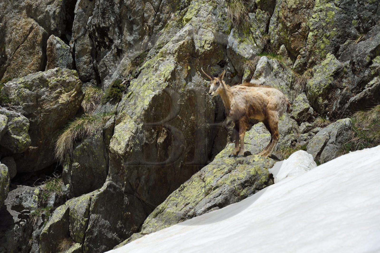 France, Alpes-Maritimes (06), parc national du Mercantour, chamois (Rupicapra rupicapra) dans le vallon de la Madone de Fenestre