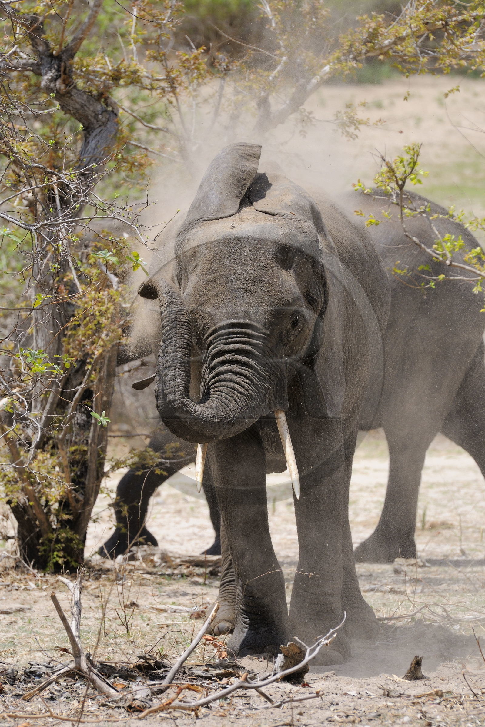 Tanzanie, Reserve de gibier de Selous une des plus grandes zones protégées au monde et inscrite sur la liste du patrimoine mondial de l’Unesco depuis 1982, Éléphant de savane d'Afrique (Loxodonta africana)